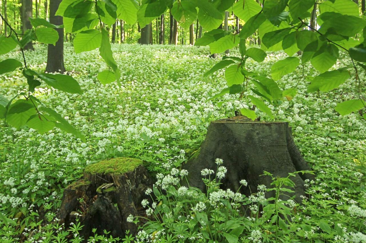 Hainich-Zeit Rodeberg Exteriör bild