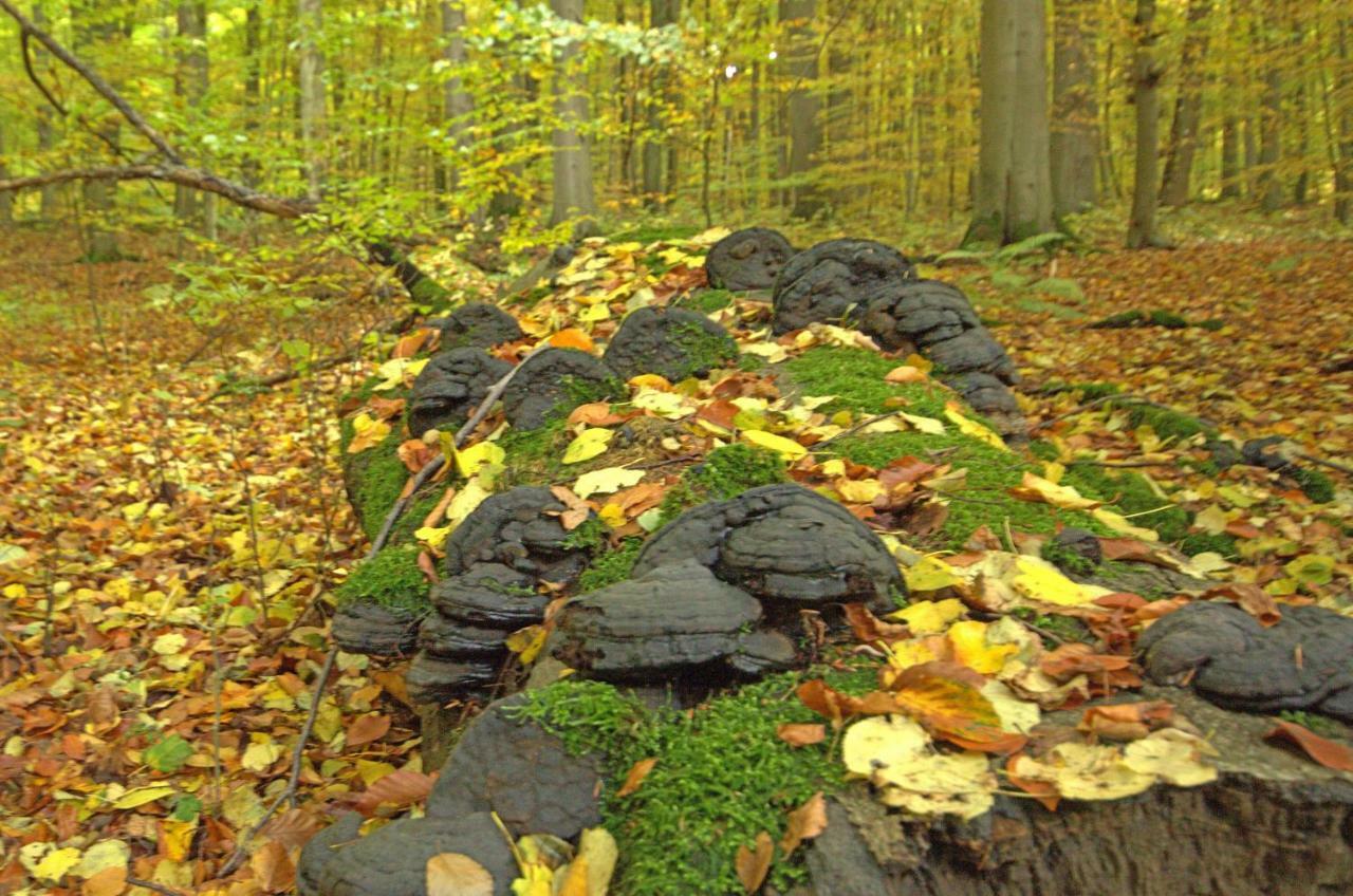 Hainich-Zeit Rodeberg Exteriör bild